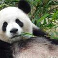 每天認識一隻大熊貓——毛毛，性格傲嬌，北京奧運吉祥物創作原型