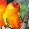 鸚鵡選配雌雄親鳥的標準是什麼？籠養鳥繁殖期的6個注意事項！
