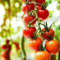 每天1個西紅柿，身體會發生什麼變化？但有1種千萬別吃！