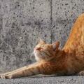 貓咪屢次「伸懶腰」，除了伸展筋骨，還有哪些信號？