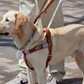 拉布拉多，優良血統，聰明服從，成為導盲犬的榮耀