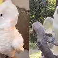鸚鵡走失！她竟在動物園尋獲　「唱牠最愛的歌」下秒反應眾人淚崩