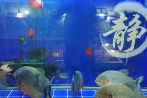 飼養觀賞魚，一定一定先把水質給它穩定住了，否則一切免談