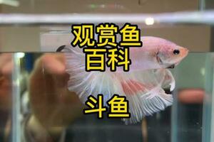 觀賞魚百科之鬥魚