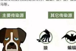 被狗狗「親吻」有沒有危險？專家：小心狂犬病毒