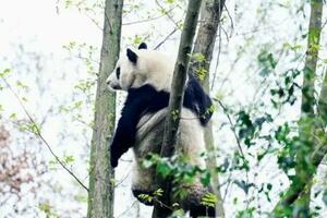 ​保護大熊貓，還須做什麼