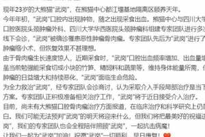 大熊貓「武崗」被確診罹患惡性腫瘤骨肉瘤，將接受介入治療