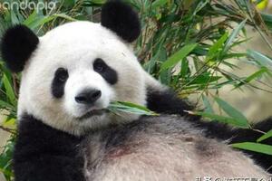 每天認識一隻大熊貓——毛毛，性格傲嬌，北京奧運吉祥物創作原型