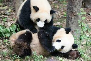 大熊貓為什麼喜歡生雙胞胎？解開大熊貓的雙胞胎之謎