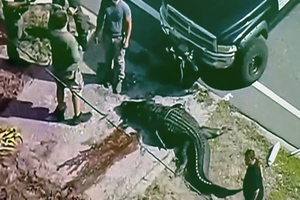 4公尺巨鱷走在路上逛大街　嘴裡「竟叼著女屍」死者身份曝