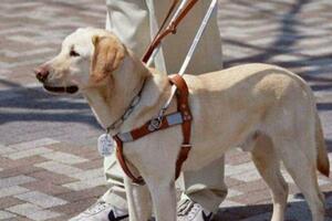拉布拉多，優良血統，聰明服從，成為導盲犬的榮耀