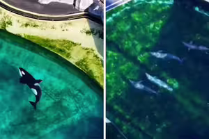 水族館停業4個月沒人理　虎鯨、海豚困「腐爛池」無助徘迴
