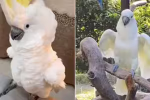 鸚鵡走失！她竟在動物園尋獲　「唱牠最愛的歌」下秒反應眾人淚崩
