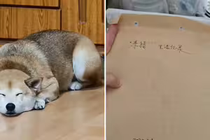 阿嬤反對養狗「卻默默寫3年狗狗日記」 孫女一翻感動泛淚 阿嬤反對養狗「卻默默寫3年狗狗日記」 孫女一翻感動泛淚