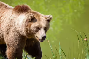 野熊入侵社區!日本AEON賣場驚現野熊 最新預測地圖曝光 野熊入侵社區!日本AEON賣場驚現野熊 最新預測地圖曝光
