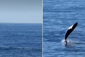 野生海豚超罕見絕技「尾巴水上飄」全被拍下！科學家曝原因