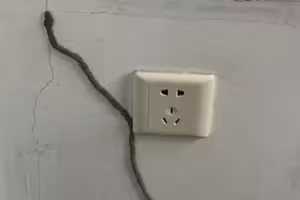 插座旁爬出一條「土色怪蛇」屋主嚇傻　內行急喊「別自己處理」：整間會報銷