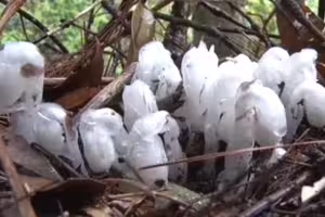 超罕見！深山驚現300株「幽冥之花」