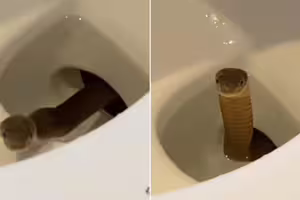 以為馬桶不乾淨 一按沖水竄出劇毒 以為馬桶不乾淨 一按沖水竄出劇毒
