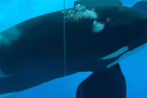 水族館虎鯨狂撞玻璃 網憂抑鬱傾向 水族館虎鯨狂撞玻璃 網憂抑鬱傾向