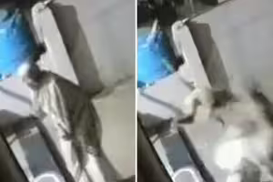 被猴子飛踢一腳　9旬老婦倒地身亡