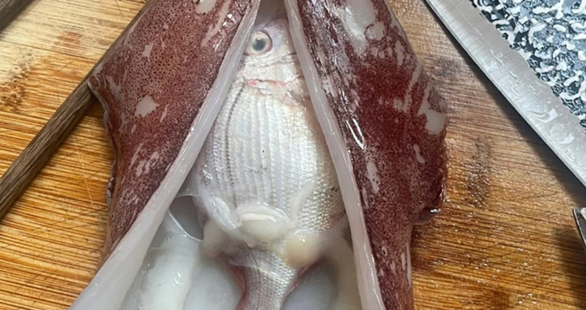 市場買胖魷魚！回家切開「驚見整條鮮魚」　他嗨喊中大獎…內行卻搖頭