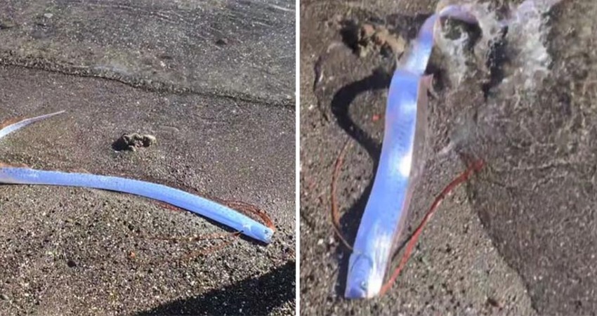 要出大事了？「發光地震魚」現身海岸狂跳　眾人怕爆：很糟糕