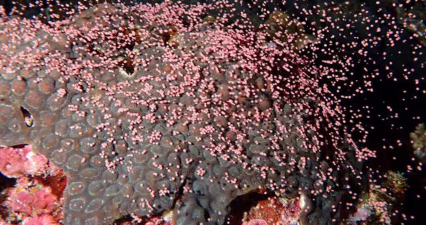 影》綠島珊瑚產卵畫面曝 海底下起「粉色雪花」