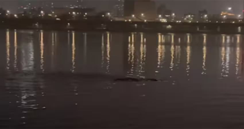 首爾驚現水怪？「10公尺黑影」詭異游漢江　超近目擊畫面曝