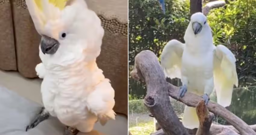 鸚鵡走失！她竟在動物園尋獲　「唱牠最愛的歌」下秒反應眾人淚崩