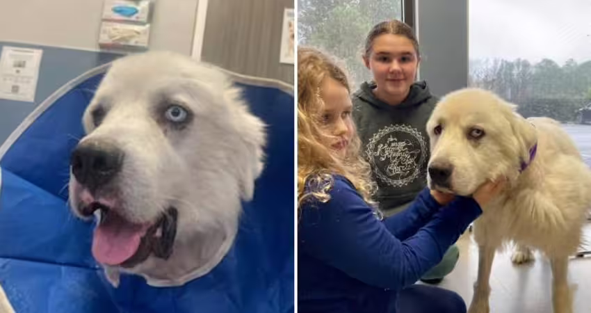 牧羊犬被狼群突襲！「單挑咬死8隻」失蹤2天　返家嚇壞主人