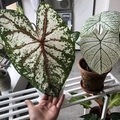 雨林觀葉植物完美「避冬」- 室內植物燈補光&保暖, 冬天也可以不斷生長!