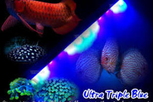 含UV的LED水族燈對魚隻增艷顯色的效果-VITALUX光譜專家