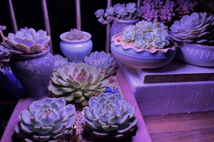 LED植物燈對多肉植物到底有多重要?! 植物燈哪裡買?!