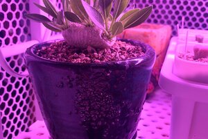 LED植物燈添加紫外光(UV)對植物有什麼影響？ 