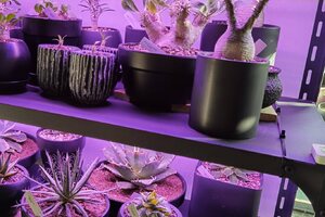 網友一致推薦LED植物燈哪裡買? 文章、開箱、評價、心得分享...