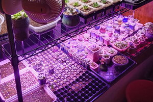 各種波長LED植物燈對多肉植物的功用