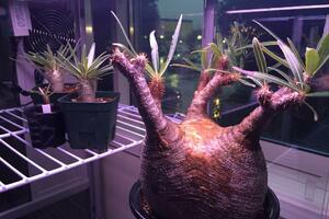 室內栽培多肉植物新科技: LED植物燈, 專為多肉植物生長而設計的LED燈
