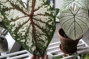 雨林觀葉植物完美「避冬」- 室內植物燈補光&保暖, 冬天也可以不斷生長!