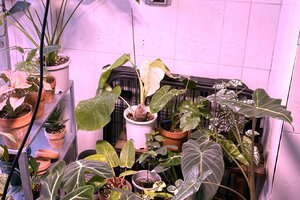 我的室內觀葉植物需要買植物燈嗎？led植物生長燈怎麼選擇?