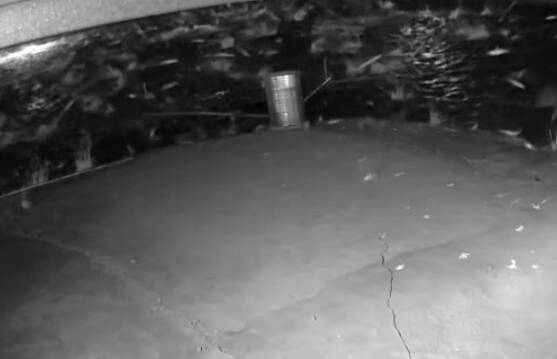 透過監視器畫面，強震發生時，虱目魚受到驚嚇後在池內翻騰，並躍出水面。（讀者提供）