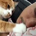 貓咪「伸手」觸碰你，不是因為餓了，有這些原因