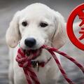新規來了！這幾種中國本土犬，竟被禁養了