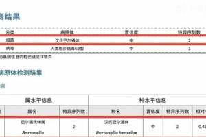 為什麼不建議投餵流浪貓？被貓抓一下高燒14天，流浪貓有多危險？