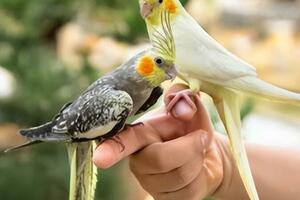 新手養鸚鵡需要注意什麼？鸚鵡鳥糧怎麼選？新手養鸚鵡最全攻略！