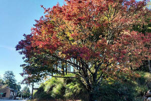 賞楓去！大雪山楓紅季開跑 「這處」楓葉6成已轉紅