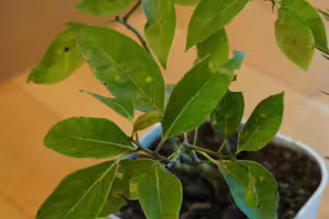 美照＋種樹！萬金杜鵑攝影展結合贈苗 百株烏來杜鵑免費送