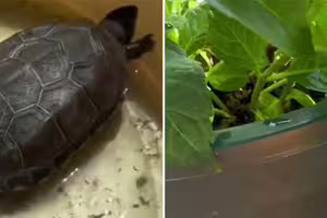 烏龜養3年斷氣！主人悲痛埋了　2個月後花盆發怪聲…她挖開嚇傻