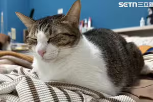 愛貓人千萬別踩雷…飼主都會犯！喵皇理想床伴「這4種人」資格不符