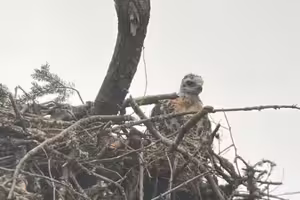 猛禽抓小鳥準備開吃！見牠1舉動心軟了　母愛爆發「將獵物當養子疼」